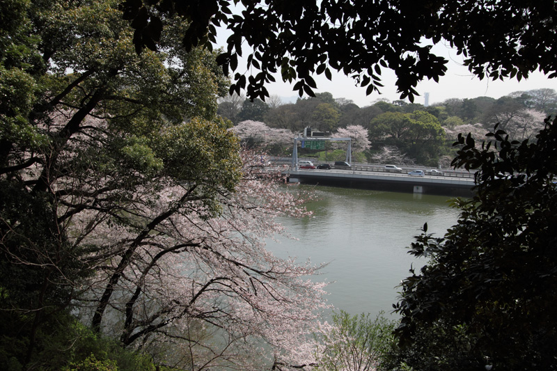 千鳥ヶ淵(北の丸から)