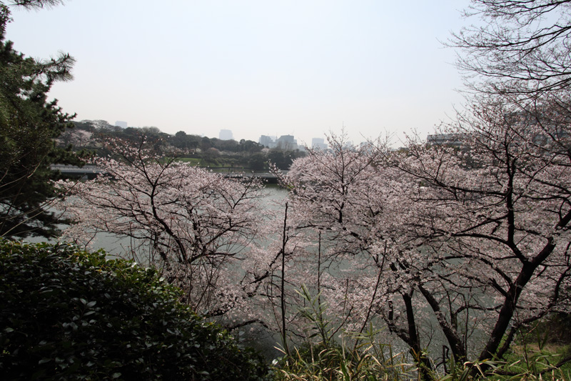 千鳥ヶ淵(北の丸から)