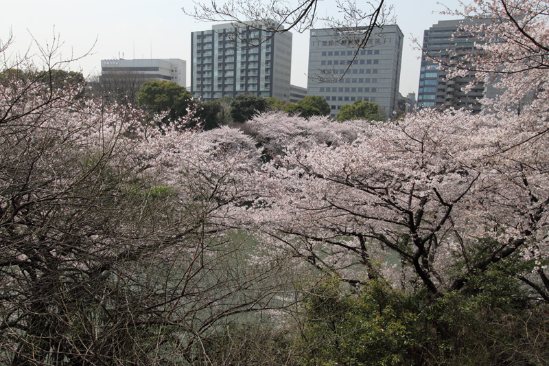 千鳥ヶ淵(北の丸から)