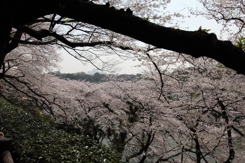 千鳥ヶ淵(北の丸から)