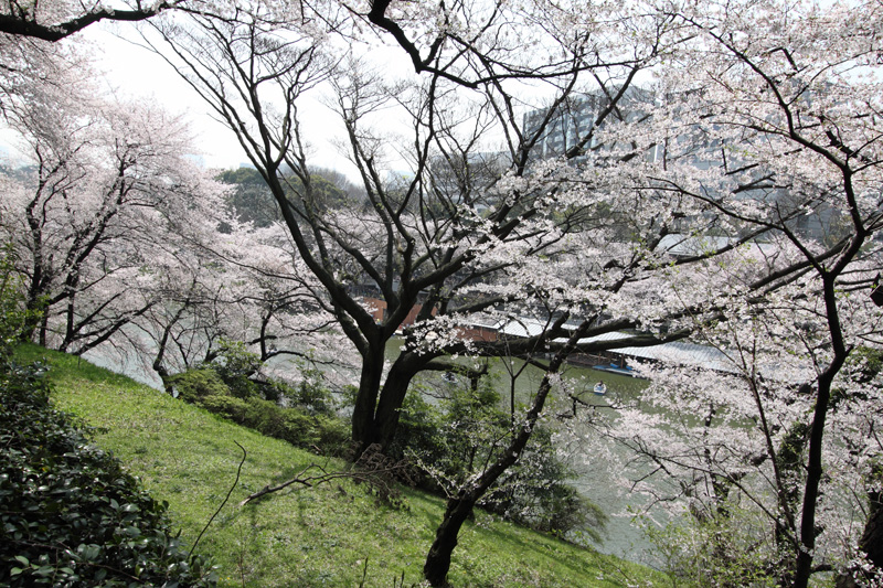 千鳥ヶ淵(北の丸から)