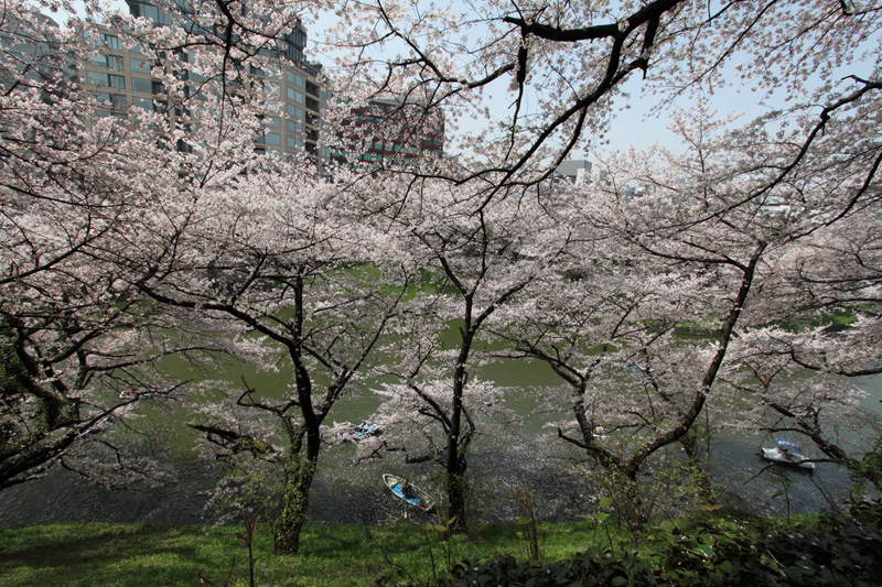 千鳥ヶ淵(北の丸から)