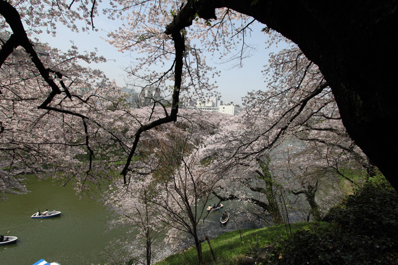千鳥ヶ淵(北の丸から)